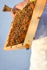 Bee happy with honey