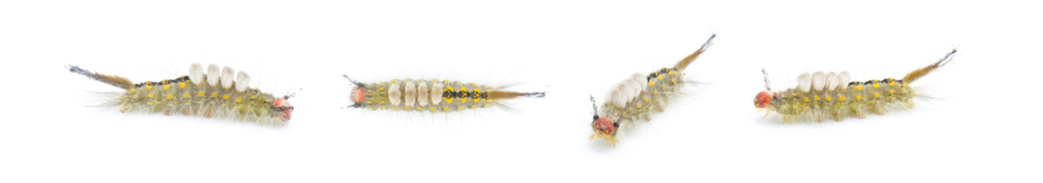 Orgyia detrita - the fir tussock or live oak tussock moth caterpillar have urticating setae hairs with antrose barbs that may cause skin irritation isolated on white background four views