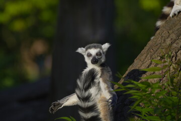 Fototapeta premium lemur basks in the sun