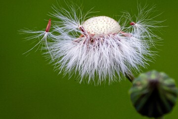 Closeup of a vibrant Common Dandelion in a lush green with a blurry background
