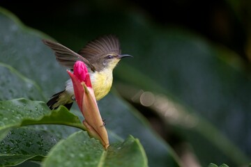 Small olive-backed sunbird (Cinnyris jugularis) bird perched atop a flower bud in a woodland