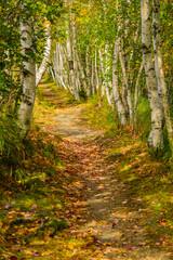 Birch Path