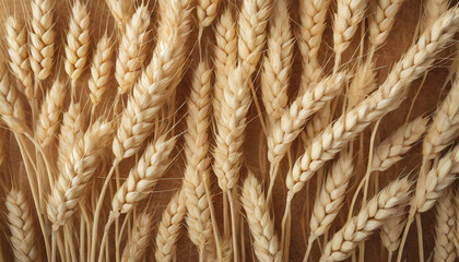 Close up dry wheat ears texture background. Agriculture harvest. Countryside backdrop