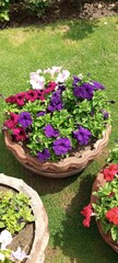 Flower gardening in basket. 