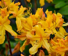 Fototapeta premium Closeup of a 'Stonewall Jackson' native azalea flower in a garden