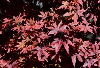 Closeup of Acer palmatum 'Twomby's Red Sentinel' in a garden