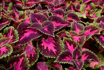 Vibrant Coleus Main Street Fifth Avenue flowers amidst lush green foliage