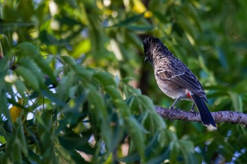 the bird sits on a branch near many leafy trees