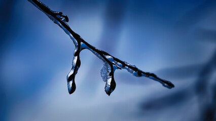 ice drops hanging from branches on a cloudy day in winter