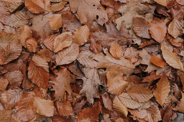 Closeup of a stack of dry, brown leaves on the ground in autumn