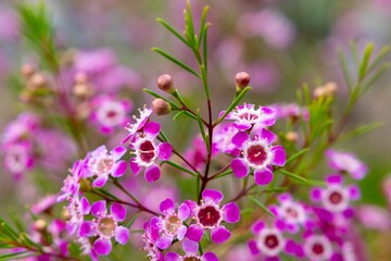 Close-up shot of a vibrant array of colorful flowers, growing in the soil of a lush green meadow.