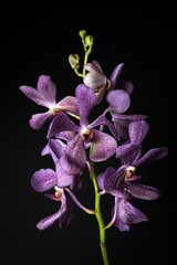 Naklejka premium Branch of purple orchids isolated on a black background.