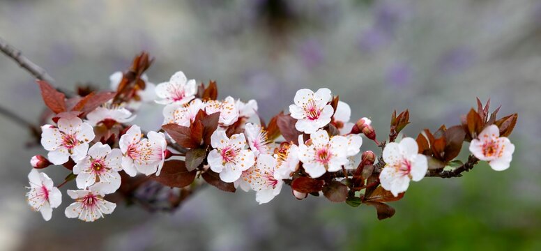 Closeup of cherry plum flowers illuminated by natural sunlight.