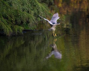Closeup of a Black-crowned night heron in a lush green with a blurry background © Wirestock