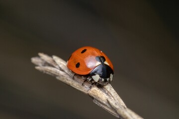 Closeup shot of a ladybird perched on a stick.