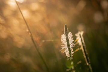 Closeup shot of a hoary plantain plant against a backdrop of a grass field at sunset.