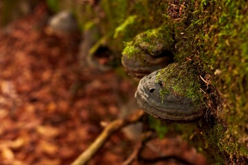 Cluster of mushrooms growing on a tree trunk in a lush forest setting