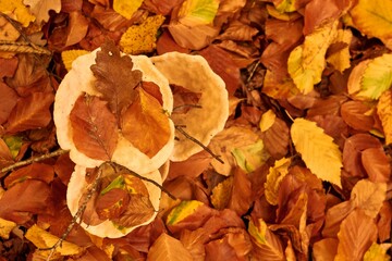 Vibrant array of mushrooms growing from a bed of lush autumn leaves in a wooded area