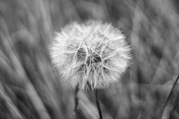 Grayscale shot of a dandelion flower in focus with a soft, blurred background
