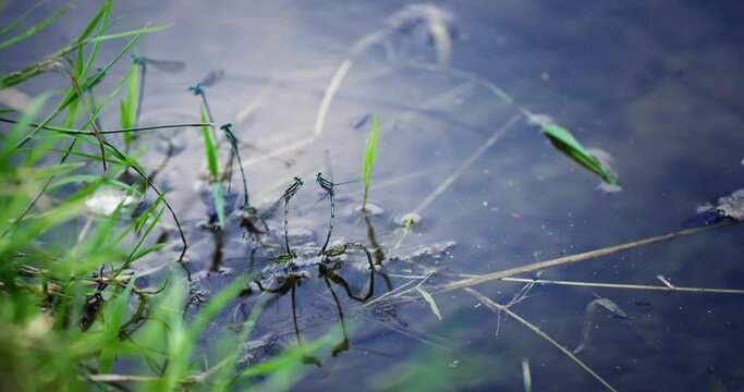 Two dragonflies damselflies are mating and laying legs on lake water, slwo motion cinematic shot
