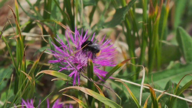 Closeup of Bee collects nectar and pollen on a purple knapweed flower
