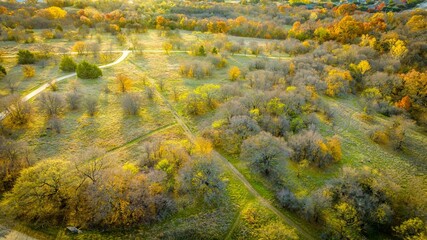 Lush and verdant forest with colorful autumn trees on a sunny day