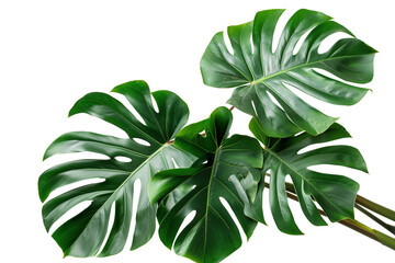 Monstera leaf isolated on transparent background