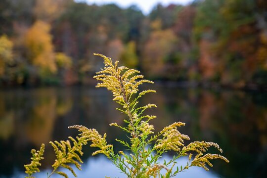 Vibrant giant goldenrod plant growing near a serene body of water