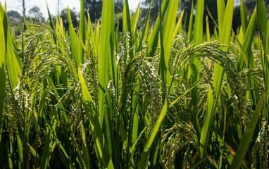 Idyllic landscape of lush, verdant grass and Hinohikari plants growing in a sunlit field