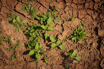 Top view of small green plants growing on a cracked sandy surface