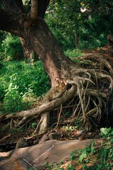 Fototapeta premium Vertical shot of a large tree with overgrown roots in a forest