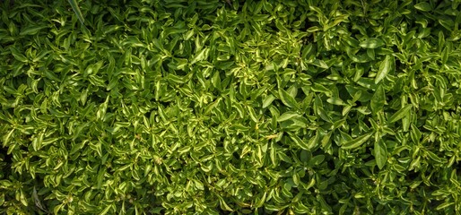 Closeup shot of a vibrant green lush bush with leaves