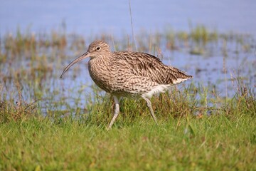 Closeup of a Curlew walking wading grass Musselburgh, Scotland