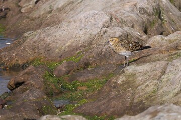 Closeup of a Golden Plover habitat rocky foreshore, Port Seton, Scotland