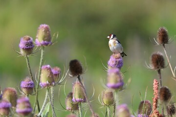 Selective focus shot of a goldfinch bird perched on a purple thistle flower