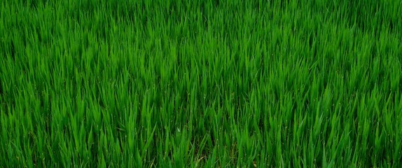 Beautiful landscape featuring a vibrant, lush green field of tall grass