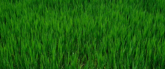 Fotobehang Beautiful landscape featuring a vibrant, lush green field of tall grass © Wirestock