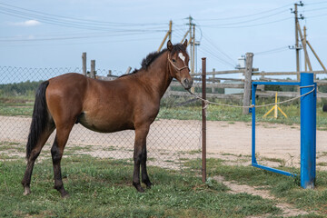 Fototapeta premium Beautiful thoroughbred horses stand on a farm in summer.