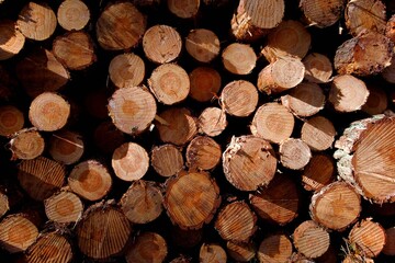 Closeup of a pile of cut tree logs in the sunlight