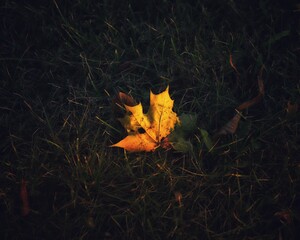 Vibrant yellow maple leaf illuminated against a backdrop of lush green grass