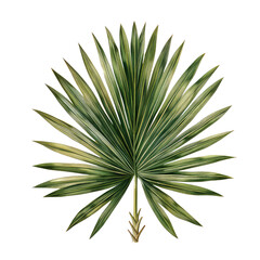Naklejka na ściany i meble palm leaf