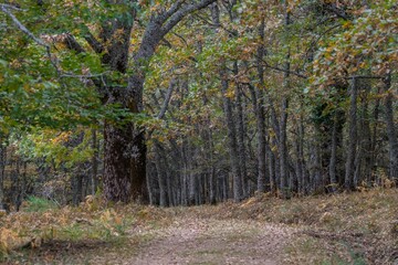 Fototapeta premium Autumn of colors in the beautiful park of Somosierra in October. Madrid.