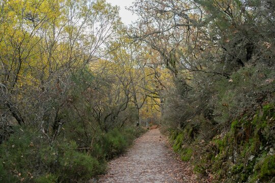 Spectacular site of the Montejo beech forest in autumn with trees with yellow and brown leaves.