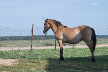 Obraz premium Beautiful thoroughbred horses stand on a farm in summer.