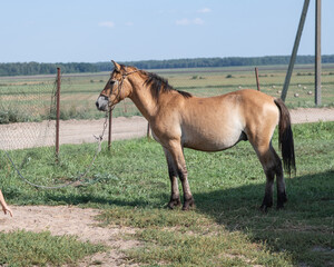 Fototapeta premium Beautiful thoroughbred horses stand on a farm in summer.