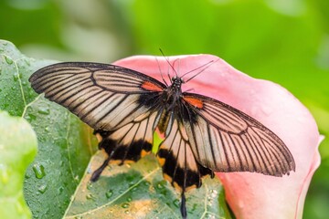 Closeup of a butterfly perched on a vibrant flower