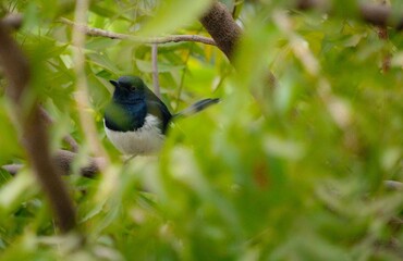Vibrant Madagascar magpie-robin perched atop a lush green tree branch