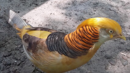 Golden pheasant in all its glory