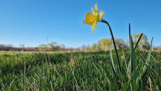 Wild daffodil blooming on a green grass pasture in a sunny spring day. Yellow narcissus plant springtime jonquil symbol