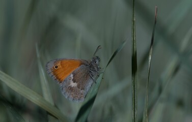 Obraz premium Vivid close-up of a beautiful Small heath perched atop a bed of lush green grass